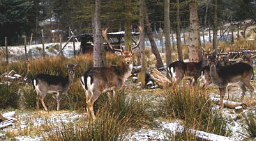 deer