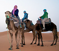 camels
